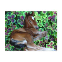 CALISTA IN CLOVER POST CARDS
