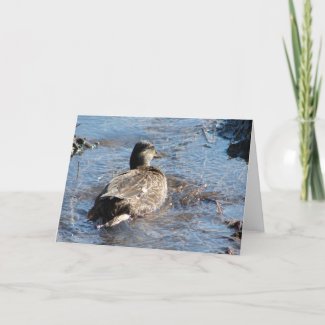 Call Duck Hen Playing in Flooded Field card