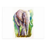Call of the Wild Elephant Postcard