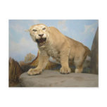 Call of the Wild Museum Mountain Lion Postcard