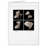 Calla_collage_2007_Brochure 2010 Greeting Card