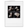 Calla_flowers_2010_Brochure Cards