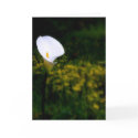 Calla Greeting Card