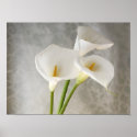 calla lilies apron poster smaller