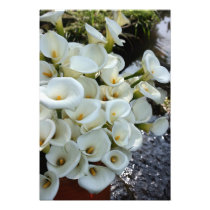 Calla Lilies growing at  Lily Plantation, Taiwan photography