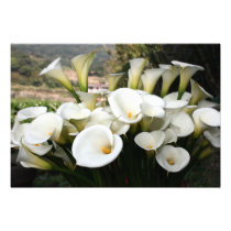 Calla Lilies growing at  Lily Plantation, Taiwan photography