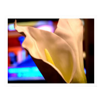 Calla Lilies in Colour posters by sweetdigitallove Calla Lilies in Colour posters