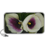 Calla Lilies speakers
