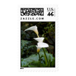 Calla Lilies Stamps
