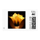 calla, lilies