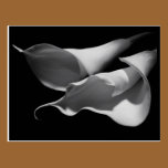 Calla Lilies postcards