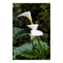 Calla Lilies posters