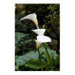 calla lily, calla lilies, flower, flowers, floral,