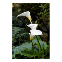Calla Lilies posters by SweetRascal Calla Lilies posters