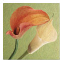 Calla Lilies posters