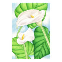 Calla Lilies posters
