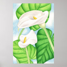 Calla Lilies Poster