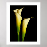 Calla Lilies Print