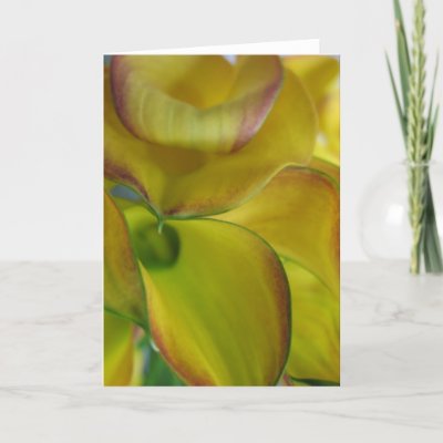 Calla lilies tri-color photo card