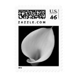 calla lillie