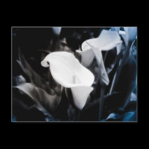 Calla Lillies postcards