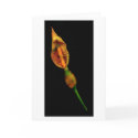 Calla Lilly cards