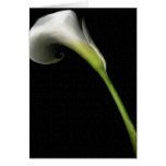 Calla Lilly Greeting Cards
