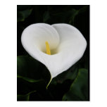 Calla Lilly Post Cards