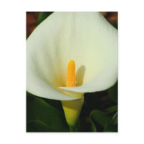 Calla Lilly Post Cards