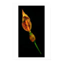 Calla Lilly posters