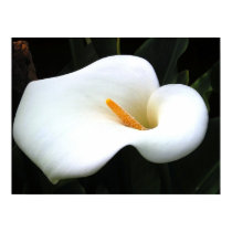 Calla Lilly posters