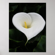 Calla Lilly Posters