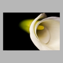 Calla Lilly posters