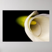 Calla Lilly Print