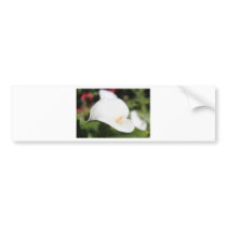 Calla Lilly Romance Bumper Sticker