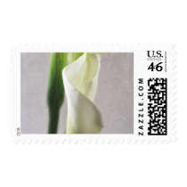 Calla Lily 1 Stamp