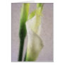 Calla Lily 1 Watercolor