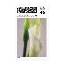 Calla Lily 1 Watercolor Postage Stamp