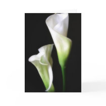 Calla Lily 2 Card