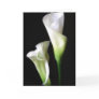 Calla Lily 2