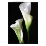 Calla Lily 2 Card