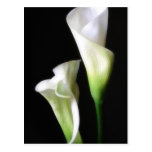 Calla Lily 2 Post Card