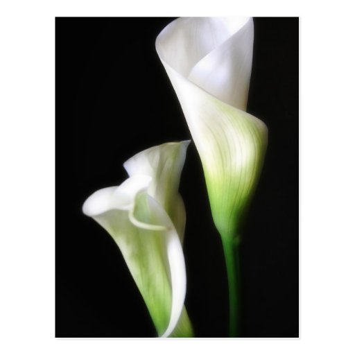 Calla Lily 2 Post Card