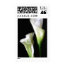 Calla Lily 2 Stamp