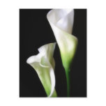 Calla Lily 2 Post Card