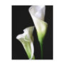 Calla Lily 2 Post Card