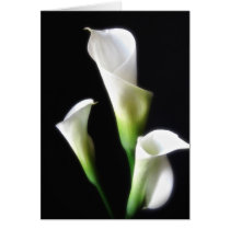 Calla Lily 3 Card