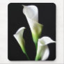 Calla Lily 3