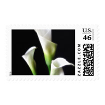 Calla Lily 3 Postage Stamp