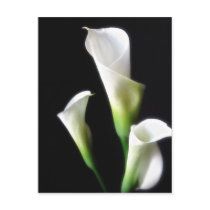 Calla Lily 3 Postcards